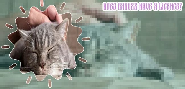 Chat en linea babu88